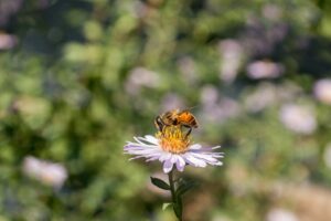 Οι μέλισσες, πηγή πληροφοριών για την υγεία των κατοίκων των πόλεων